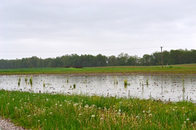 [flooded field[4].jpg]