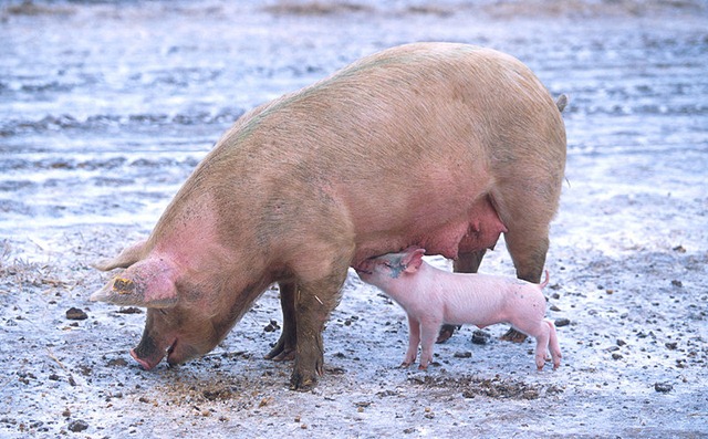[800pxSow_with_piglet[2].jpg]