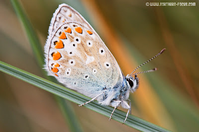 Common_Blue_Butterfly.jpg