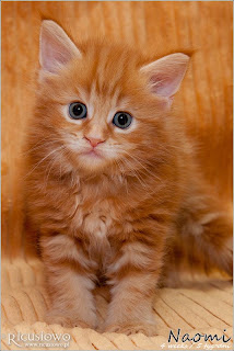 IMG_9834a-naomi-kocieta maine coon.jpg