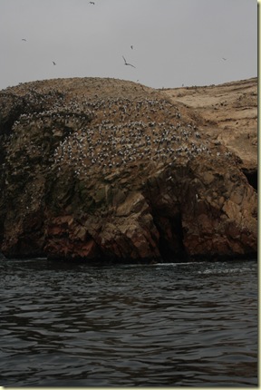 Islas Ballestas 074