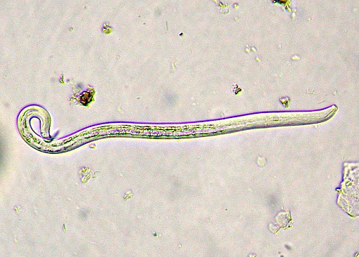 nematoda