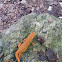 Red Eft