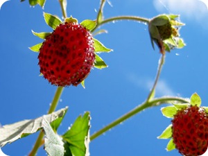 strawberries