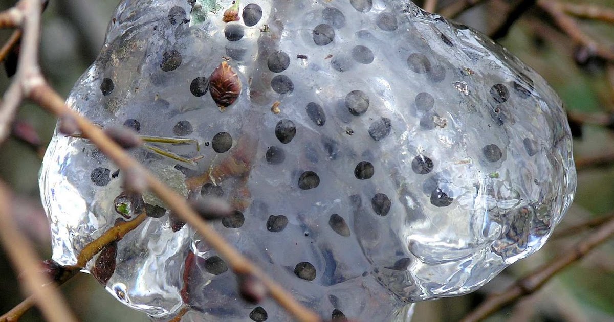 Nature in the Ozarks: Frog Eggs