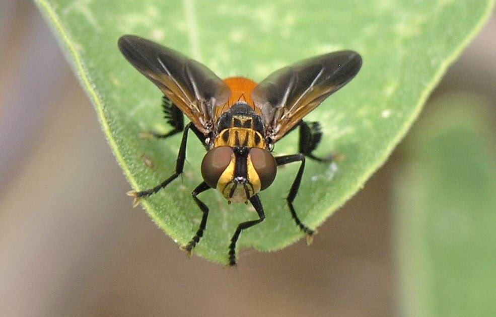 Nature in the Ozarks Featherlegged Fly (Trichopoda pennipes)