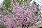 Sun City nv Where I Live Slideshow