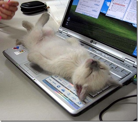 LaptopCat