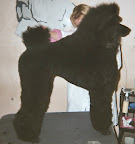 Yepa_puppy trim.jpg