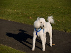 rocky-and-shade.jpg