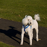 rocky-and-shade.jpg