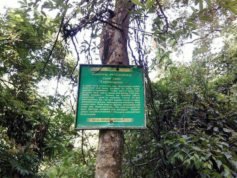 சரக்கொன்றை சரக்கொன்றை