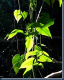 IMG_3045 IMG_3045