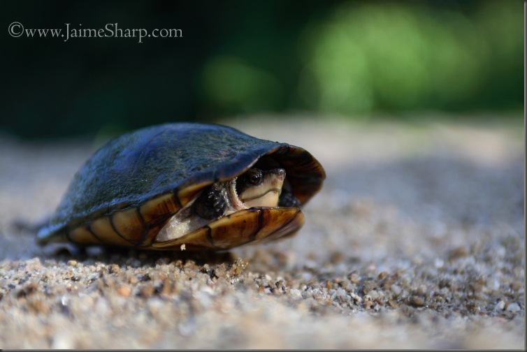 Musk Turtle Belize(C)JaimeSharp0120