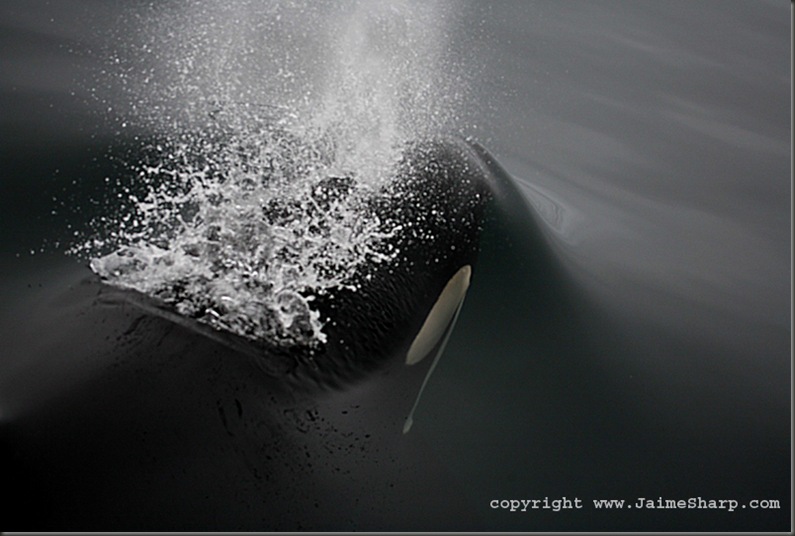 orca blast(c)jaimesharp.com