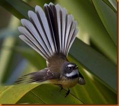Fantail on Flax