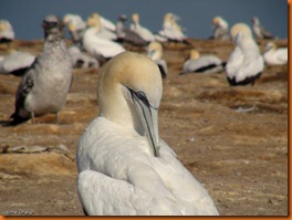 Napier to around Cape kidnappers