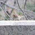 Song sparrow