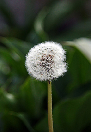 Flores Macro