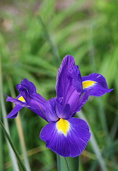 Flores Macro