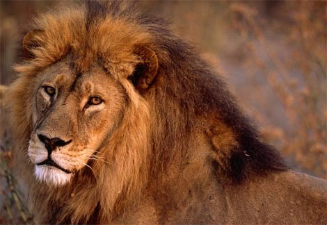 [african lion[9].jpg]