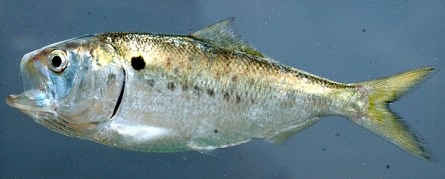 [Gulf-Menhaden-(Brevoortia-p[3].jpg]