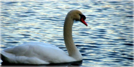 [swan at Lake Eola Park[3].jpg]