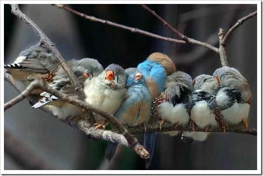 birds on a branch