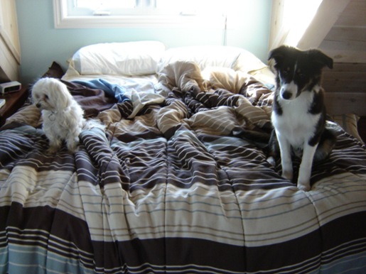 [dogs on the bed[4].jpg]