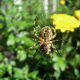 Link to Autumn, Ottawa, Election, Etc. photo album