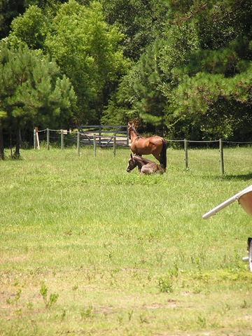 [horses00111.jpg]