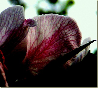 P1030288