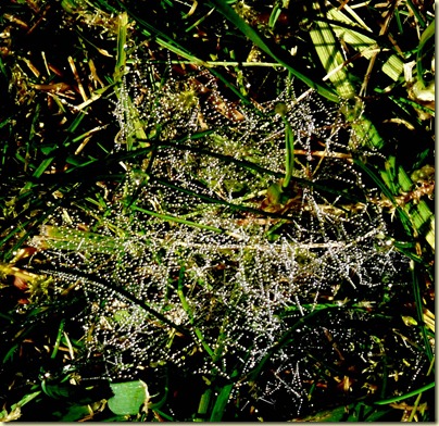 Rhapsody in Dew1