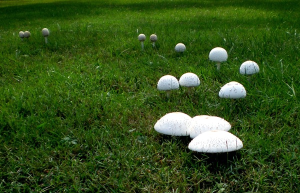 [mushrooms[4].jpg]