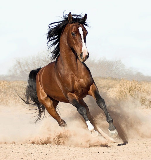 [arabian-horse8[3].jpg]