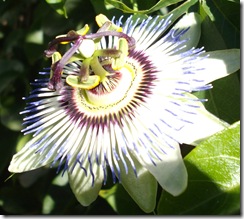 Passionflower