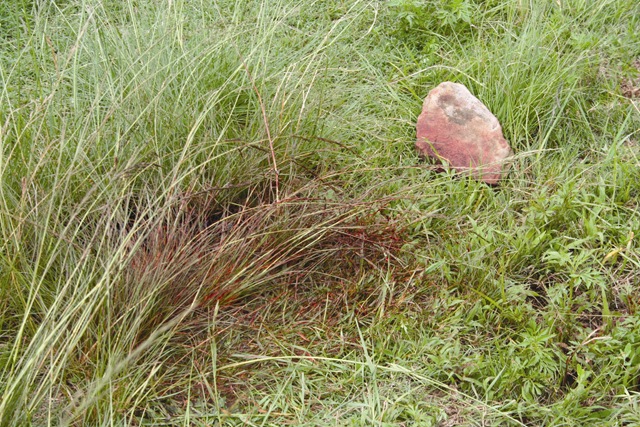 [Giesseke, Dr Ernest murder Bloodied grass and rock with which he was bludgeoned Jan 232010[5].jpg]