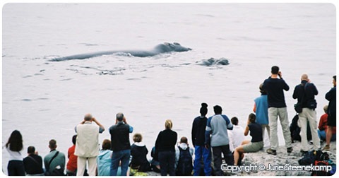 [hermanus_whalewatching[6].jpg]