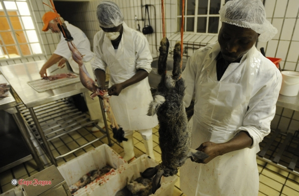 [Robben Island Rabbit Cull Matthew Jordaan Cape Argus[4].png]