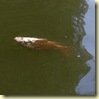 Thousands_of_Dead_Fishers_VaalRiver_SA_20081205