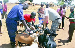 [USMilitaryInnoculatingUgandanLivestockMarch25 AFRICOM[3].jpg]