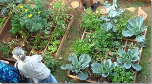 Harrison_Eric_ZimFarmerTeachingFarmingInBackyardHarare
