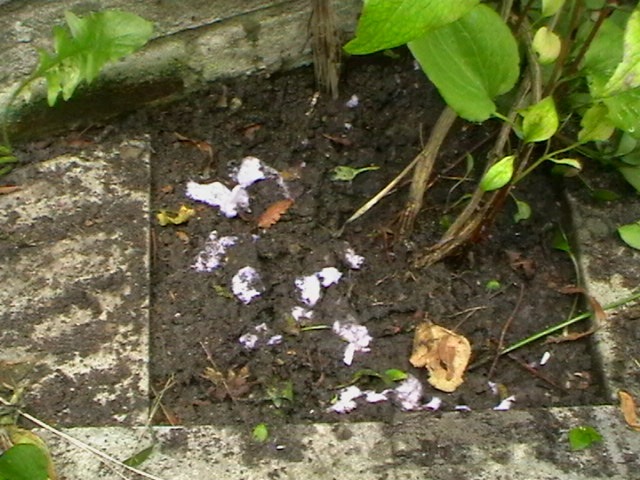[Eco toilet paper test June 2009 Day One feeding to earth worms Dokkum[1].jpg]