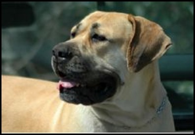 African Boerboel is large muscular and impressive with a powerful jaw