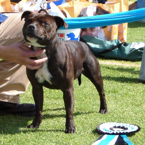 [Staffordshire Terrier winner 2009 South Africa[6].jpg]