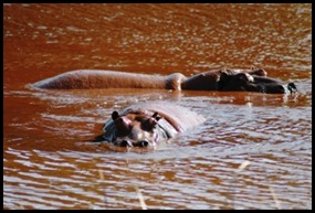 Acid Mine Drainage from West Rand Mines endangers the hippos in the Hippo Dam and Tweelopies Spruit Hartbeespoort
