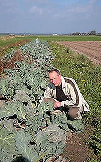 [SeaCabbageIslandTexelNetherlands pit_ziltezeekool nl[5].jpg]