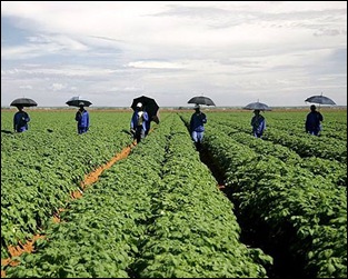 South African potato farm training workers