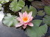 dscf0268.jpg