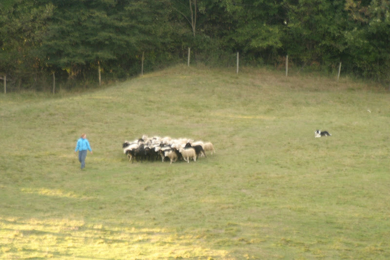 pasnja1